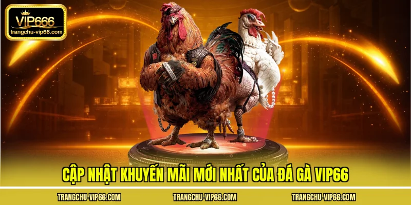 Cập nhật khuyến mãi mới nhất của đá gà VIP66