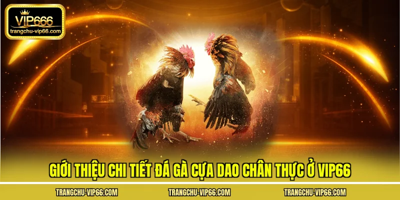 Giới thiệu chi tiết đá gà cựa dao chân thực ở VIP66