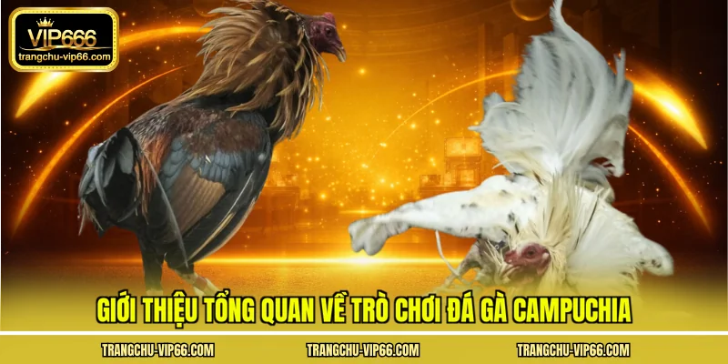 Giới thiệu tổng quan về trò chơi đá gà Campuchia