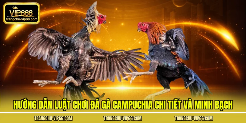 Hướng dẫn luật chơi đá gà Campuchia chi tiết và minh bạch